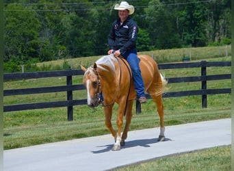 Paint Horse, Hongre, 6 Ans, 152 cm, Palomino