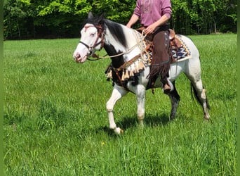 Paint Horse, Hongre, 6 Ans, 152 cm, Pinto