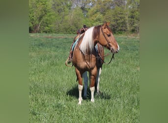 Paint Horse, Hongre, 6 Ans, 152 cm, Pinto