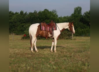Paint Horse, Hongre, 6 Ans, 152 cm, Pinto