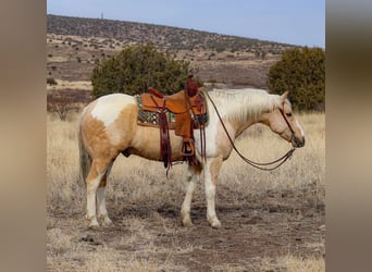 Paint Horse Croisé, Hongre, 6 Ans, 152 cm