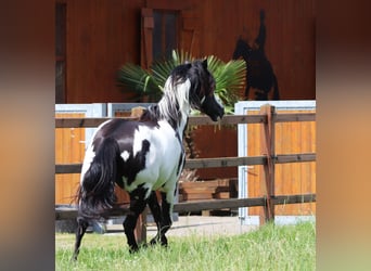 Paint Horse Croisé, Hongre, 6 Ans, 153 cm, Overo-toutes couleurs