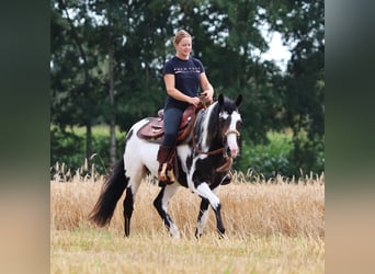 Paint Horse Croisé, Hongre, 6 Ans, 153 cm, Overo-toutes couleurs