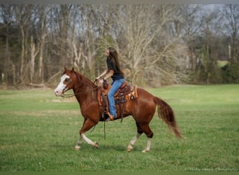 Paint Horse, Hongre, 6 Ans, 155 cm, Alezan cuivré