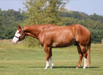 Paint Horse, Hongre, 6 Ans, 155 cm, Alezan cuivré