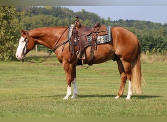 Paint Horse, Hongre, 6 Ans, 155 cm, Alezan cuivré