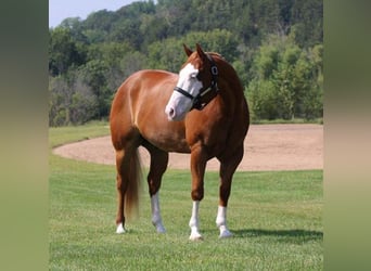 Paint Horse, Hongre, 6 Ans, 155 cm, Alezan cuivré