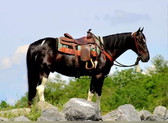 Paint Horse, Hongre, 6 Ans, 155 cm, Noir
