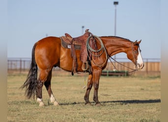 Paint Horse, Hongre, 6 Ans, 157 cm, Bai cerise