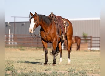 Paint Horse, Hongre, 6 Ans, 157 cm, Bai cerise