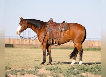 Paint Horse, Hongre, 6 Ans, 157 cm, Bai cerise