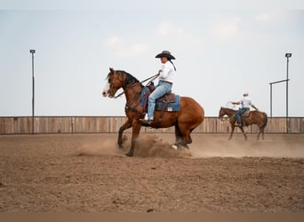 Paint Horse, Hongre, 6 Ans, 157 cm, Bai cerise