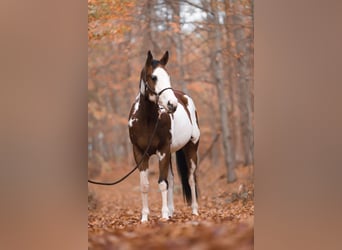 Paint Horse, Hongre, 6 Ans, 158 cm, Pinto