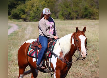 Paint Horse, Hongre, 6 Ans, 160 cm, Pinto