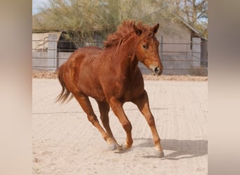 Paint Horse, Hongre, 6 Ans, 168 cm, Alezan cuivré