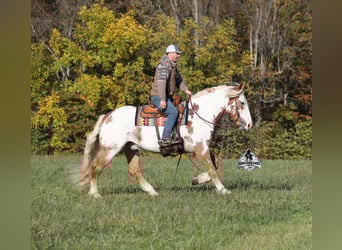 Paint Horse, Hongre, 6 Ans, Overo-toutes couleurs