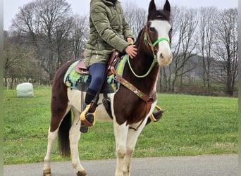 Paint Horse Croisé, Hongre, 7 Ans, 142 cm, Pinto