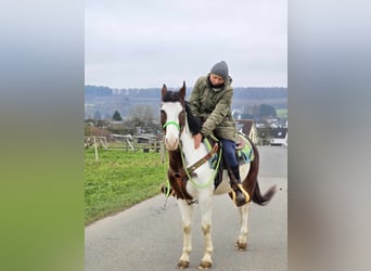 Paint Horse Croisé, Hongre, 7 Ans, 142 cm, Pinto