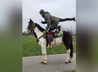 Paint Horse Croisé, Hongre, 7 Ans, 142 cm, Pinto