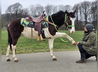 Paint Horse Croisé, Hongre, 7 Ans, 142 cm, Pinto