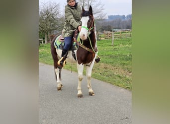 Paint Horse Croisé, Hongre, 7 Ans, 142 cm, Pinto