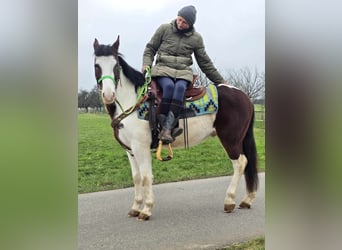 Paint Horse Croisé, Hongre, 7 Ans, 142 cm, Pinto