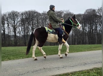 Paint Horse Croisé, Hongre, 7 Ans, 142 cm, Pinto