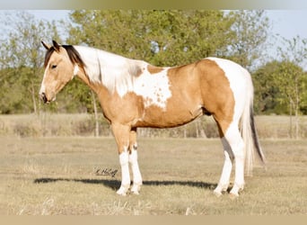 Paint Horse, Hongre, 7 Ans, 147 cm, Buckskin