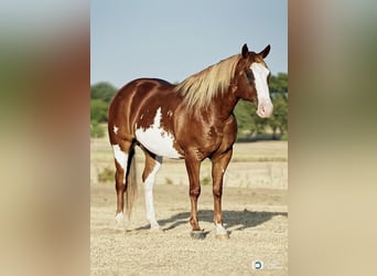 Paint Horse, Hongre, 7 Ans, 150 cm, Alezan cuivré