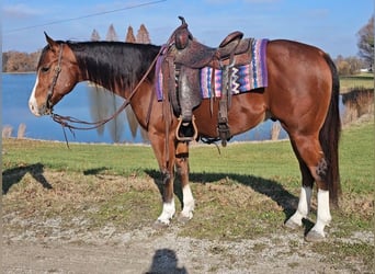 Paint Horse, Hongre, 7 Ans, 150 cm, Bai cerise