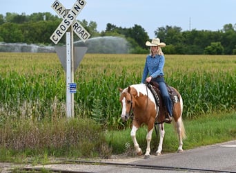 Paint Horse, Hongre, 7 Ans, 150 cm, Palomino