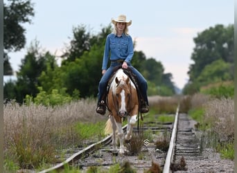 Paint Horse, Hongre, 7 Ans, 150 cm, Palomino