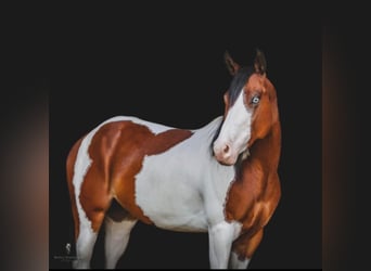 Paint Horse, Hongre, 7 Ans, 152 cm, Alezan brûlé