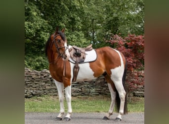 Paint Horse, Hongre, 7 Ans, 152 cm, Alezan brûlé