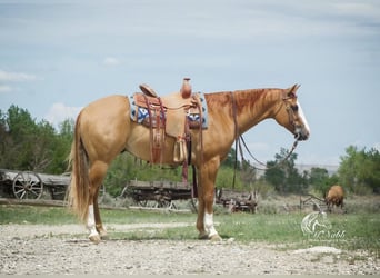 Paint Horse, Hongre, 7 Ans, 152 cm, Alezan dun