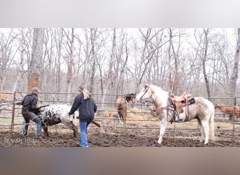 Paint Horse, Hongre, 7 Ans, 152 cm, Grullo