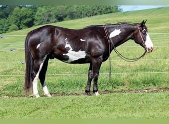 Paint Horse, Hongre, 7 Ans, 152 cm, Noir