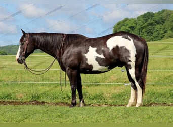 Paint Horse, Hongre, 7 Ans, 152 cm, Noir