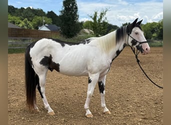 Paint Horse, Hongre, 7 Ans, 152 cm, Tovero-toutes couleurs
