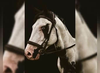 Paint Horse, Hongre, 7 Ans, 152 cm, Tovero-toutes couleurs