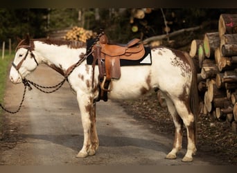 Paint Horse, Hongre, 7 Ans, 154 cm, Overo-toutes couleurs