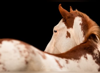 Paint Horse, Hongre, 7 Ans, 154 cm, Overo-toutes couleurs
