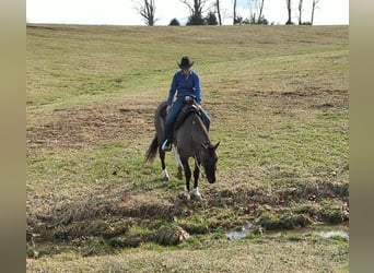 Paint Horse, Hongre, 7 Ans, 155 cm, Grullo