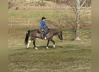 Paint Horse, Hongre, 7 Ans, 155 cm, Grullo