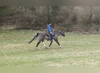 Paint Horse, Hongre, 7 Ans, 155 cm, Grullo