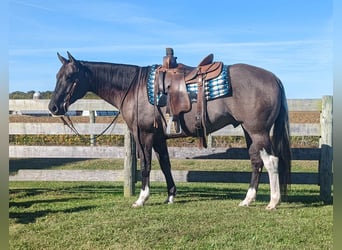 Paint Horse, Hongre, 7 Ans, 155 cm, Grullo