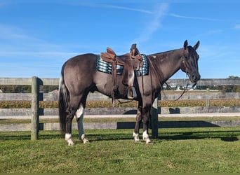 Paint Horse, Hongre, 7 Ans, 155 cm, Grullo