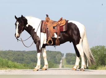 Paint Horse Croisé, Hongre, 7 Ans, 155 cm, Pinto