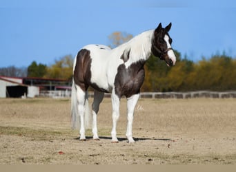 Paint Horse, Hongre, 7 Ans, 155 cm, Roan-Bay
