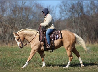 Paint Horse, Hongre, 7 Ans, 157 cm, Palomino